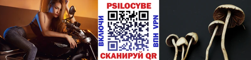 Галлюциногенные грибы MAGIC MUSHROOMS  блэк спрут как войти  Алексин 